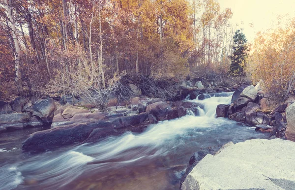 Forest Creek Autumn — Stock Photo, Image