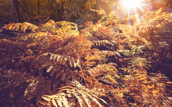 Красочные Солнечные Лесные Пейзажи Осенний Сезон Желтыми Деревьями Ясный День — стоковое фото