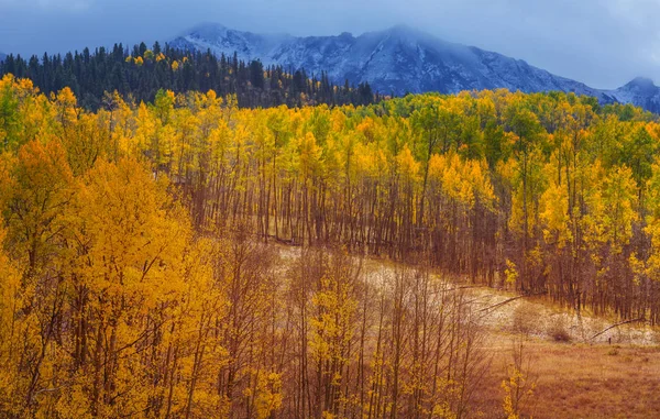 Colorido Otoño Amarillo Colorado Estados Unidos Temporada Otoño — Foto de Stock