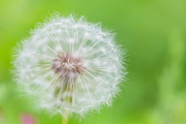 Boulette Soufflée Printemps Prairie Ensoleillée Fond Naturel Été — Photo