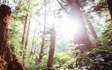 Yoğun bitki örtüsü olan yağmur ormanı