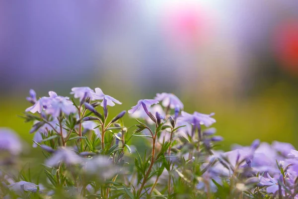 Een Close Van Prachtige Bloemen Geschikt Voor Bloemen Achtergrond — Stockfoto