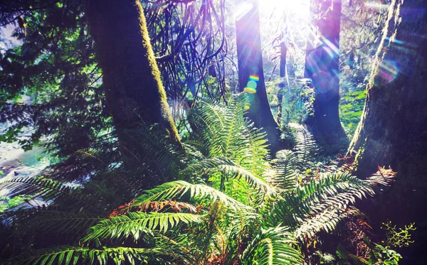 Forêt Pluviale Végétation Dense — Photo