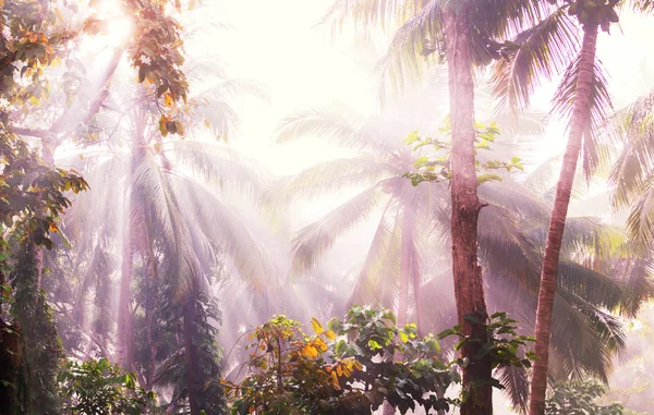 Güzel Yeşil Tropikal Orman — Stok fotoğraf