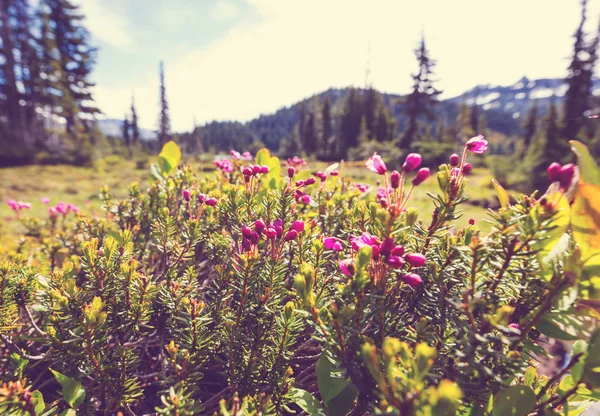 Mountain Äng Solig Dag Naturliga Sommarlandskap Bergen Alaska — Stockfoto