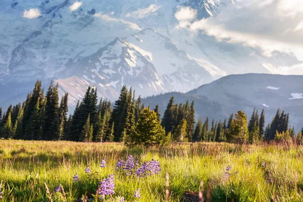 晴れた日の山の牧草地 自然な夏の風景です アラスカの山 — ストック写真