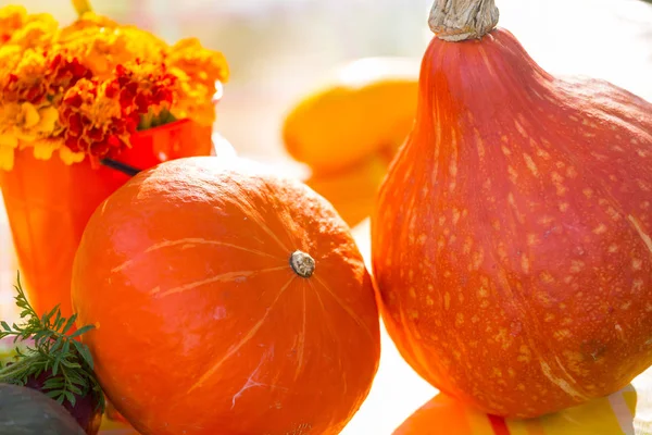 Orange Pumpa Trädgården Höstsäsongen — Stockfoto