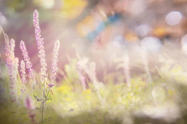 Sunny Day Flowers Meadow Beautiful Natural Background — Stock Photo, Image