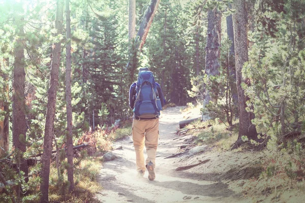 Mann Wandert Auf Wanderweg Wald — Stockfoto