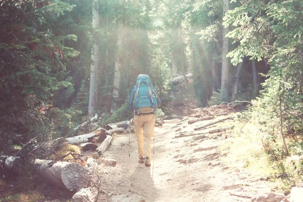 Hiking Adam Yolun Ormanın Içinde Bay — Stok fotoğraf