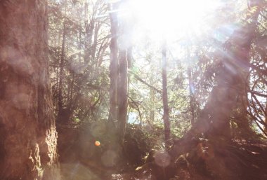 Yoğun bitki örtüsü olan yağmur ormanı