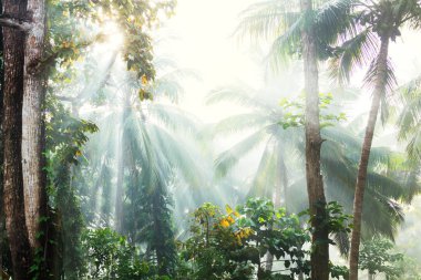 Doğal arka plan için güzel yeşil tropikal orman