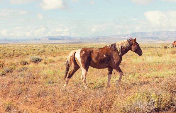 南米の牧草地に馬の群れが走る — ストック写真