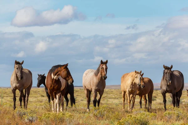 Kudde Van Het Paard Looppas Weiland Chili Zuid Amerika — Stockfoto