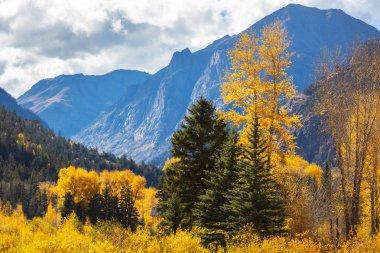 Colorado, ABD 'de renkli bir sonbahar. Sonbahar sezonu.