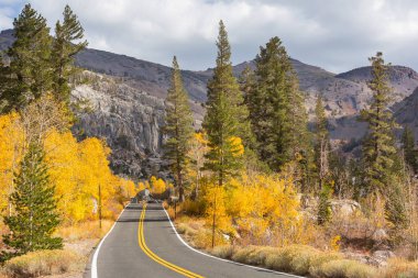 Ormanın kırsal kesiminde renkli sonbahar manzarası