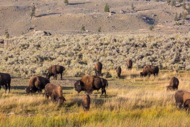 Yellowstone Ulusal Parkı 'ndaki Wild Buffalo, ABD