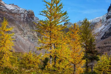 Kanada 'daki dağlarda güzel altın tarlalar. Sonbahar sezonu.