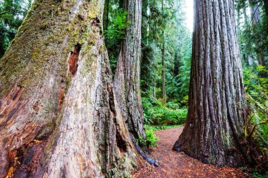 Yaz mevsiminde Sequoias Ormanı