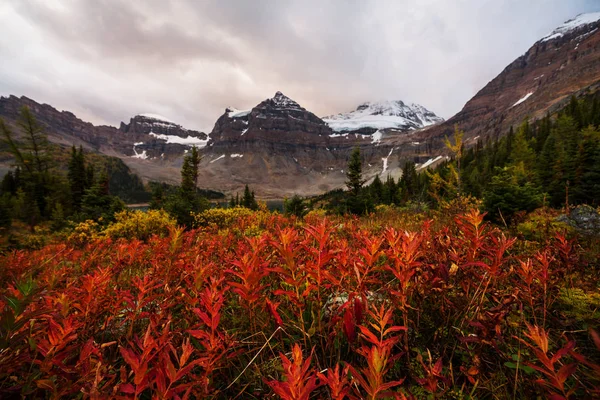 Belle Saison Automne Dans Les Montagnes Canadiennes Fond Automne — Photo