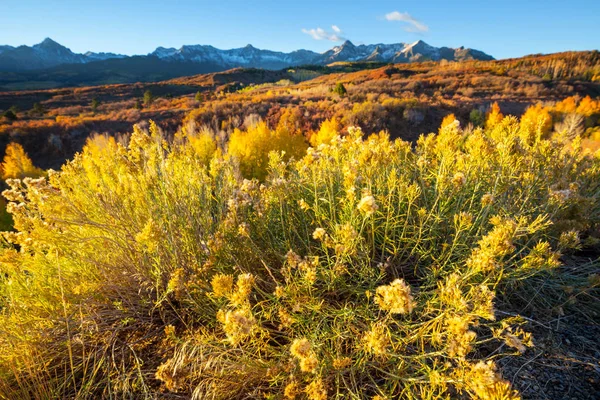 Colorato Autunno Giallo Colorado Stati Uniti Stagione Autunnale — Foto Stock