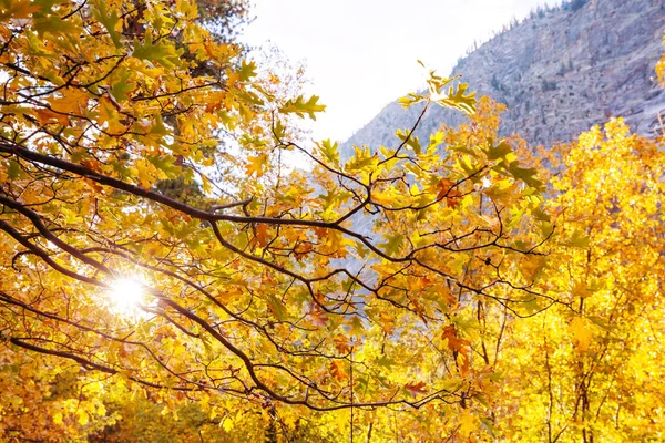 Autumn Scene Yellow Tones Fall Background — Stock Photo, Image