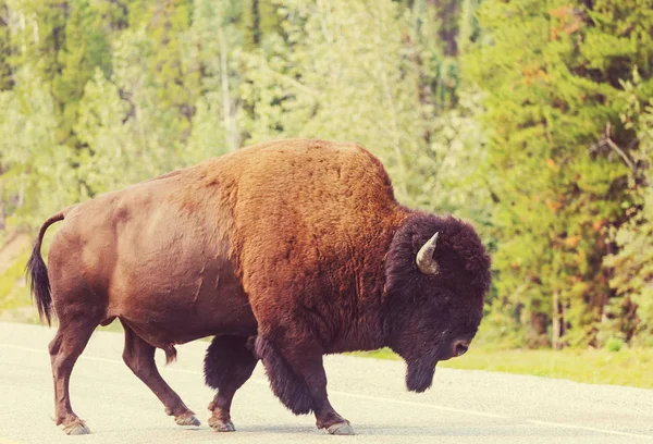 Yellowstone Ulusal Parkı Ndaki Wild Buffalo Abd — Stok fotoğraf