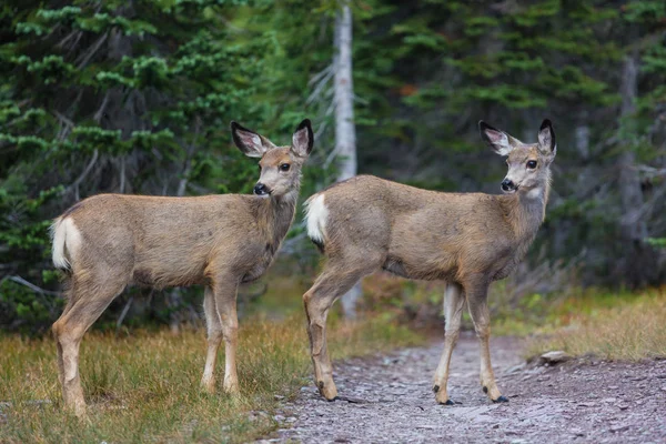 Deer Green Forest Usa — Stock Photo, Image