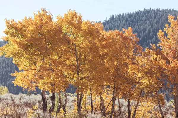 Autumn Scene Yellow Tones Fall Background — Stock Photo, Image