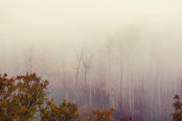 Geç Sonbahar Manzaraları Güneş Doğarken Hoarfrost Ile Kaplı Ağaçlar — Stok fotoğraf