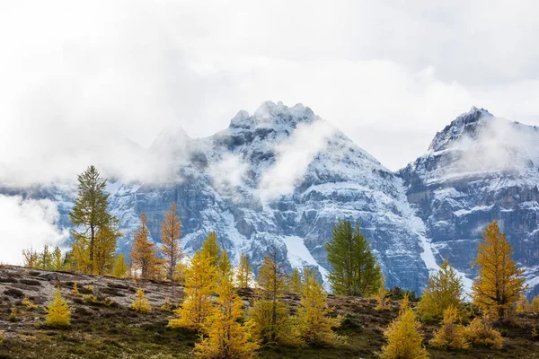 Prachtige Gouden Lariks Bergen Canada Herfstseizoen — Stockfoto