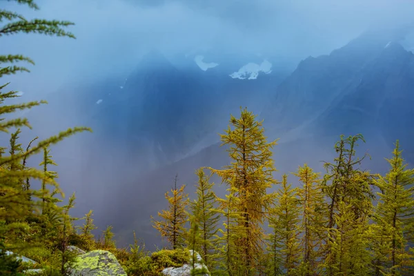 Prachtige Gouden Lariks Bergen Canada Herfstseizoen — Stockfoto