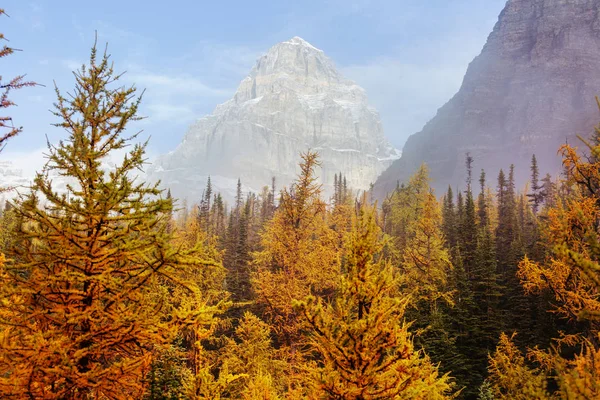 Hermosos Alerces Dorados Las Montañas Canadá Temporada Otoño — Foto de Stock