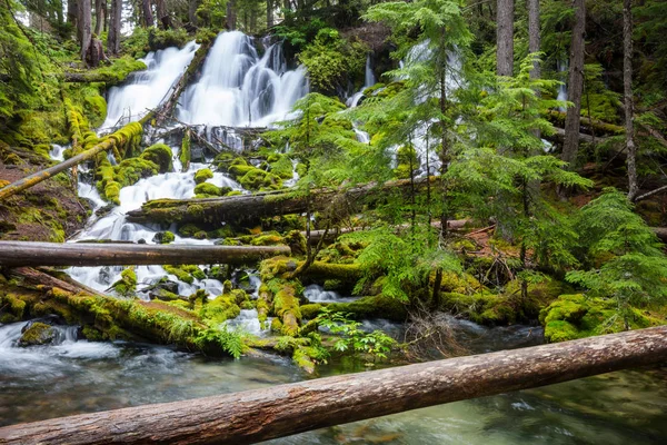 Cascada Hermoso Bosque Verde —  Fotos de Stock