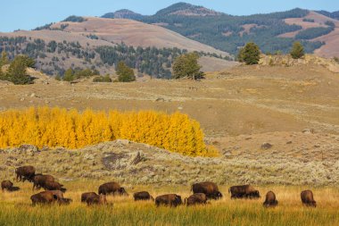 Yellowstone Ulusal Parkı 'ndaki Wild Buffalo, ABD