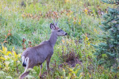 Yeşil çayır geyiği, ABD