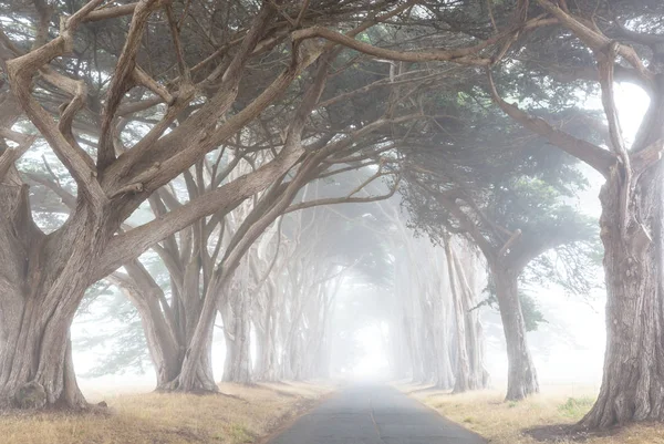Misty Bomen Steegje Bij Mistig Weer — Stockfoto