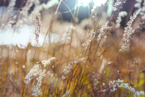 Zonnig Herfstweiland Natuurlijke Achtergrond — Stockfoto