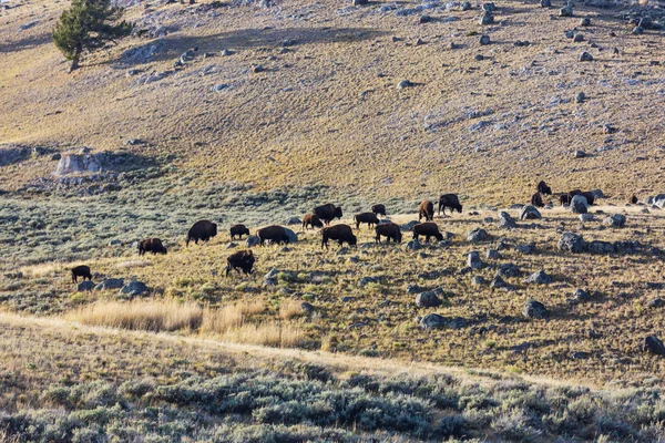 Yellowstone Ulusal Parkı Ndaki Wild Buffalo Abd — Stok fotoğraf