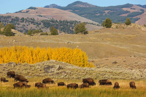 Wild Buffalo Στο Εθνικό Πάρκο Yellowstone Ηπα — Φωτογραφία Αρχείου