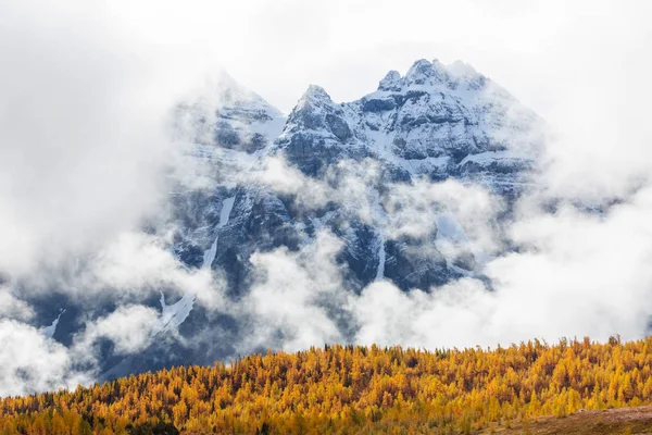 Bellissimi Larici Dorati Montagna Canada Stagione Autunnale — Foto Stock