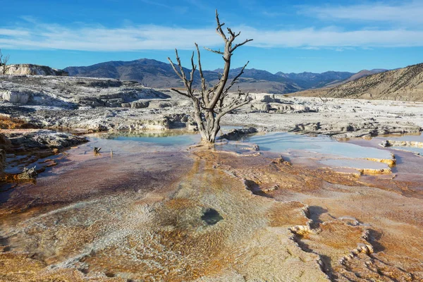 Mammoth Hot Springs Στο Yellowstone Ηπα — Φωτογραφία Αρχείου