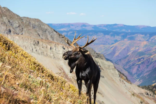 Moose Podzimním Lese Divoká Příroda Usa — Stock fotografie