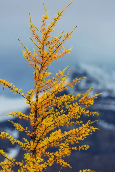 Lindos Larches Dourados Nas Montanhas Canadá Temporada Outono — Fotografia de Stock