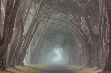 Sisli havada sisli ağaçlar arasında.