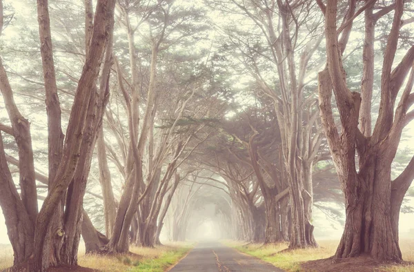 Misty Trees Alley Foggy Weather — Stock Photo, Image
