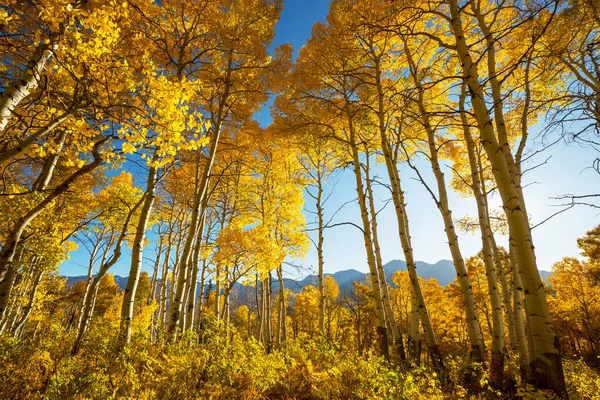 Colorida Escena Bosque Soleado Temporada Otoño Con Árboles Amarillos Día —  Fotos de Stock