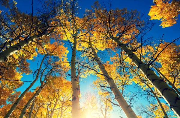 Barevná Slunečná Lesní Scéna Podzimním Období Žlutými Stromy Jasného Dne — Stock fotografie