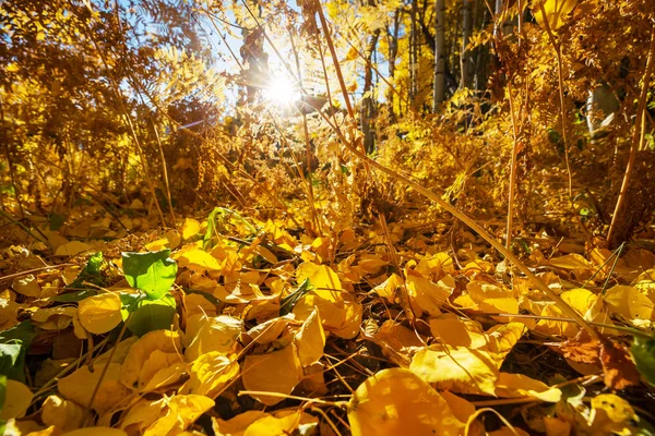 Scène Forêt Ensoleillée Colorée Automne Avec Des Arbres Jaunes Par — Photo