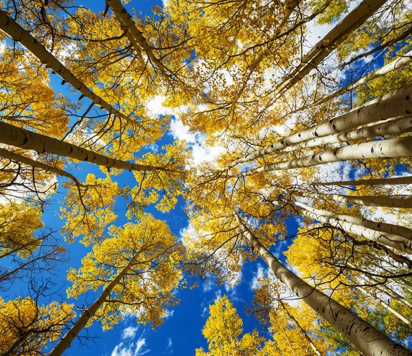 Colorida Escena Bosque Soleado Temporada Otoño Con Árboles Amarillos Día — Foto de Stock